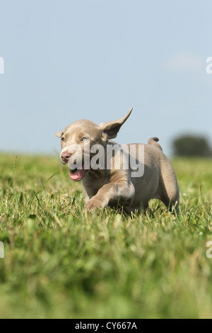 Weimaraner Puppy Stock Photo