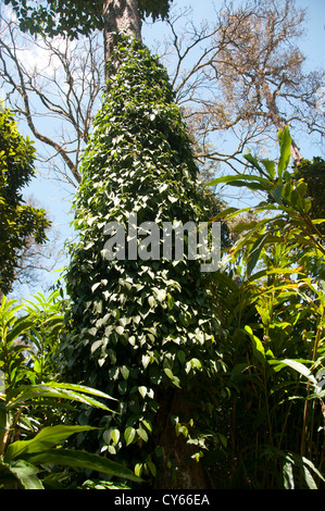 Black pepper cultivation, kerala, cochin, India Stock Photo