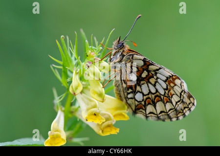 An adult of the rare heath fritillary butterfly (Melitaea athalia) perched on the flower of its foodplant common cow-wheat Stock Photo