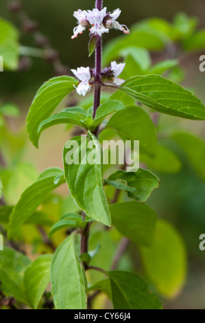 Tulsi plant Stock Photo