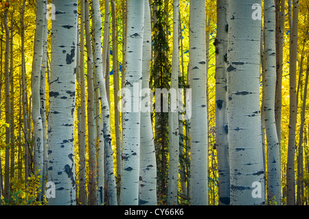 Aspen grove in fall colors in the San Juan mountains of Colorado Stock Photo