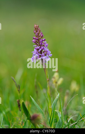 A chalk fragrant orchid (Gymnadenia conopsea) flowering in grassland at Parkgate Down in Kent. june. Stock Photo