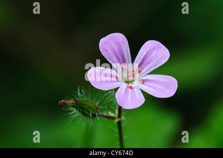 A single bloom of herb-robert (Geranium robertianum) lightly dusted with raindrops in Madam's Wood, Parkgate Down, Kent. june. Stock Photo