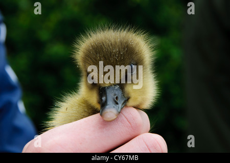 A very young Canada goose (Branta canadensis) gosling in the hand during the annual goose roundup at Sevenoaks Wildlife Reserve Stock Photo