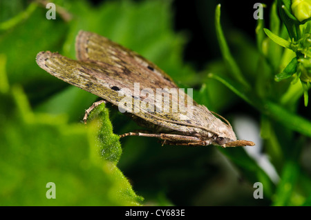 A bee moth (Aphomia sociella) straddling leaves in a garden in Belvedere, Kent. june. Stock Photo