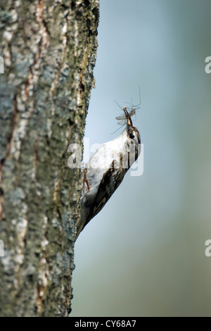 Eurasian treecreeper (Certhia familiaris) Stock Photo