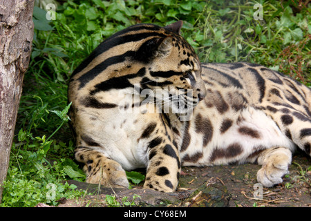 Clouded leopard (Neofelis nebulosa) lying on it's side showing profile Stock Photo
