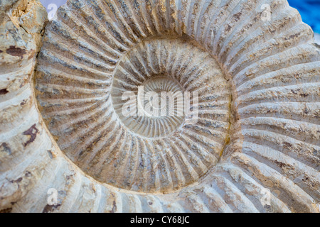 Ancient big snail spiral fossil detail Stock Photo