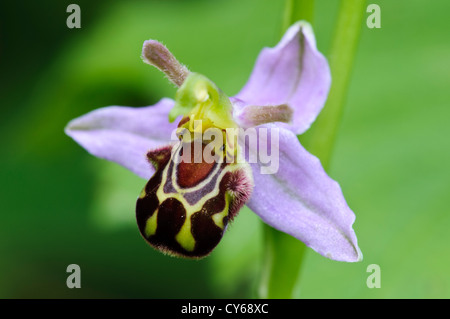 A single flower of bee orchid (Ophrys apifera) at College Lake nature reserve, Buckinghamshire. june. Stock Photo