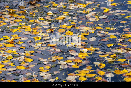 Natural autumnal background with yellow leaves floating in the water. Selective focus Stock Photo