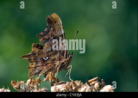 Comma butterfly (Polygonia c-album) Stock Photo