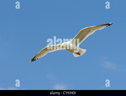 A herring gull (Larus argentatus) in flight over the White Cliffs of Dover, Kent. june. Stock Photo