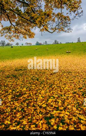 Fallen autumn leaves from sycamore tree in field with sheep in autumn, Howick Cheptsow Wales UK Stock Photo