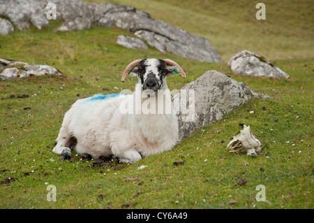 Scottish Blackface sheep and sheep skull. Isle of Harris, Outer Hebrides, Scotland Stock Photo