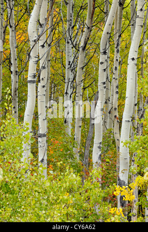 Aspen trees and early fall colour, Greater Sudbury, Ontario, Canada