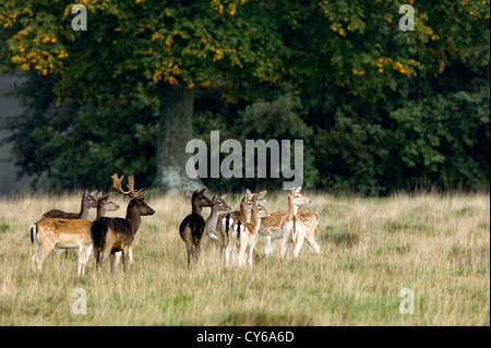Fallow deer (Cervus dama) Stock Photo