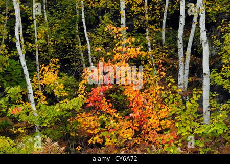 Birch and maple trees with fall colour, Greater Sudbury, Ontario, Canada
