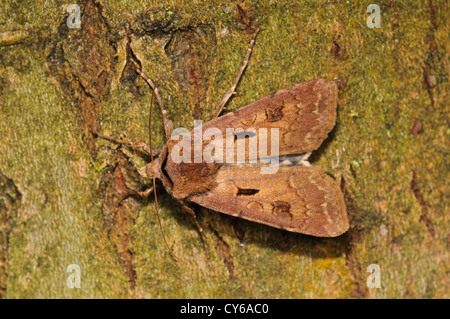 A heart and dart moth (Agrotis exclamationis) on the bark of a tree at Thursley Common National Nature Reserve, Surrey. june. Stock Photo