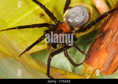 A water spider (Argyroneta aquatica) with its abdominal air bubble, devouring an emerald damselfly nymph (Lestes sponsa) Stock Photo