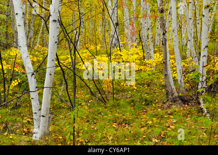 Ferns in a birch tree woodlot, Greater Sudbury, Ontario, Canada Stock Photo