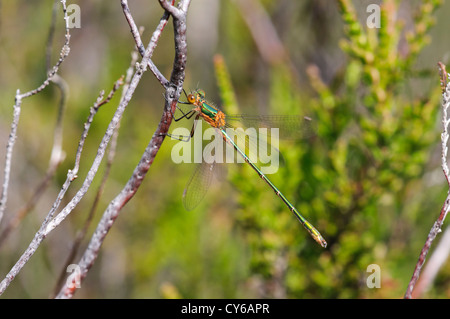 An adult female emerald damselfly (Lestes sponsa) perched on heather at Thursley Common National Nature Reserve, Surrey. june. Stock Photo