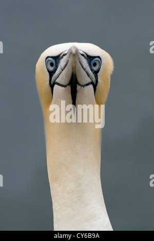 Northern Gannet (Morus bassanus) Stock Photo