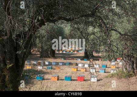 Thassos, Greece. Greek island. September. Beehives under olive trees near Panagia and Chrisi Ammoudia Stock Photo