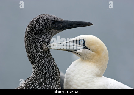 Northern Gannet (Morus bassanus) Stock Photo