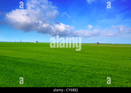 El Saler in Valencia rice fields green spring meadow under blue sky Stock Photo