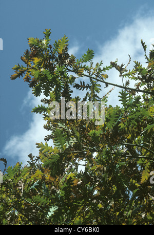 Hungarian Oak Quercus frainetto (Fagaceae) Stock Photo