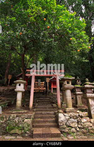 A small torii gate at the entrance to a small shrine in the grounds of Kasuga Taisha Shrine, Nara, Japan. Stock Photo