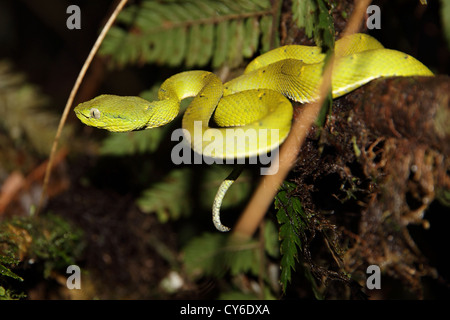 A Side Striped Palm Pit Viper (Bothriechis lateralis) awaiting prey from a branch at the Monteverde Cloud Forest in Costa Rica. Stock Photo