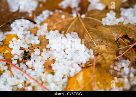 Hail beens on the ground with fallen leaves Stock Photo
