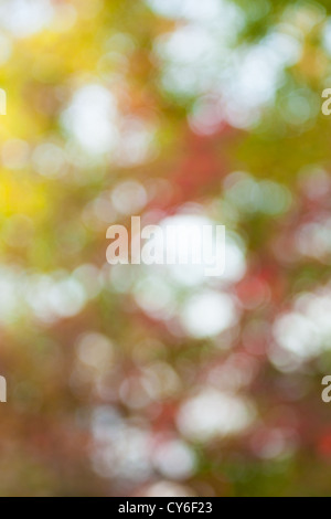 Soft, blurry, photographed bokeh background from nature Stock Photo