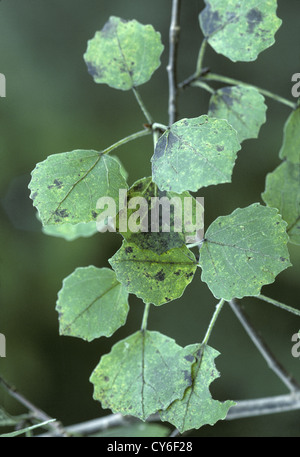 Aspen Populus tremulus Salicaceae Stock Photo