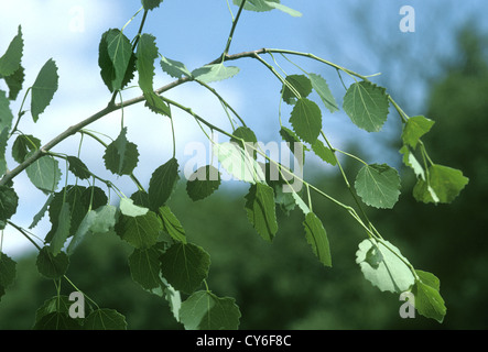 Aspen Populus tremulus Salicaceae Stock Photo