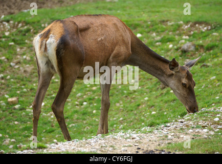 Red deer feed on grass meadow Stock Photo