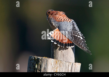 American Kestrel (Falco sparverius) male perched on a post stretching wings at Cedar, Vancouver Island, BC, Canada in March Stock Photo