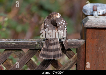 Sharp-shinned Hawk (Accipiter striatus) immature preening on fence in Nanaimo, Vancouver Island, BC, Canada in March Stock Photo