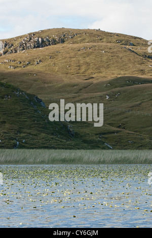 White Water Lilies in freshwater loch, NW Scotland Stock Photo