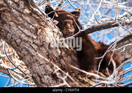 Wild Black Bear resting in a tree in Aspen, Colorado Stock Photo
