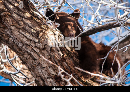 Wild Black Bear resting in a tree downtown Aspen, Colorado Stock Photo