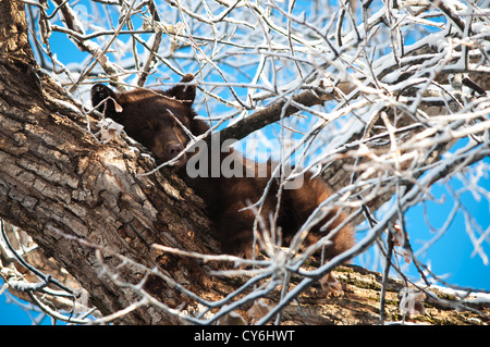 A Wild Black Bear resting in a Snowy tree in Aspen, Colorado Stock Photo