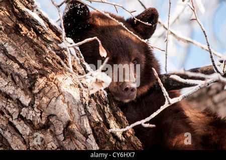 Black Bear in a tree downtown Aspen, Colorado Stock Photo