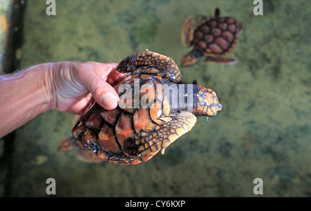 Ponce Inlet Turtle Sea turtles in tanks at the Marine Science Center sea turtle ...