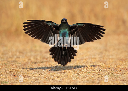Burchell's starling (Lamprotornis australis) landing with outstretched wings, South Africa Stock Photo