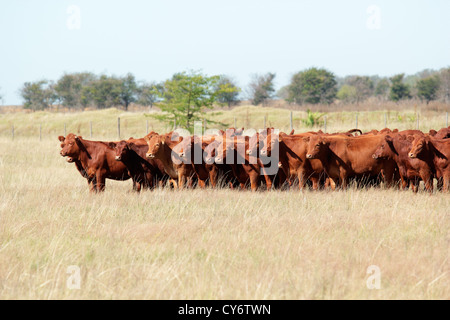 Red angus cattle on pasture Stock Photo
