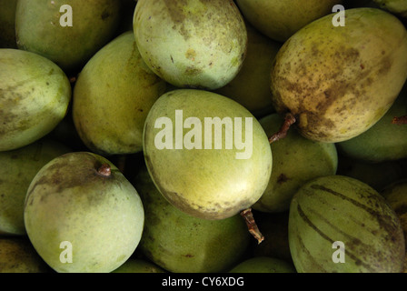 green mango in the farms Stock Photo