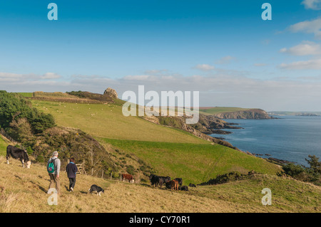A couple and their dog walking the South Devon coastal path and grazing cattle east of Plymouth on a late summer evening. UK Stock Photo