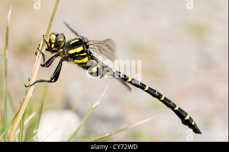 The Golden-ringed Dragonfly, Cordulegaster boltonii, is a large, striking dragonfly and the longest British species Stock Photo